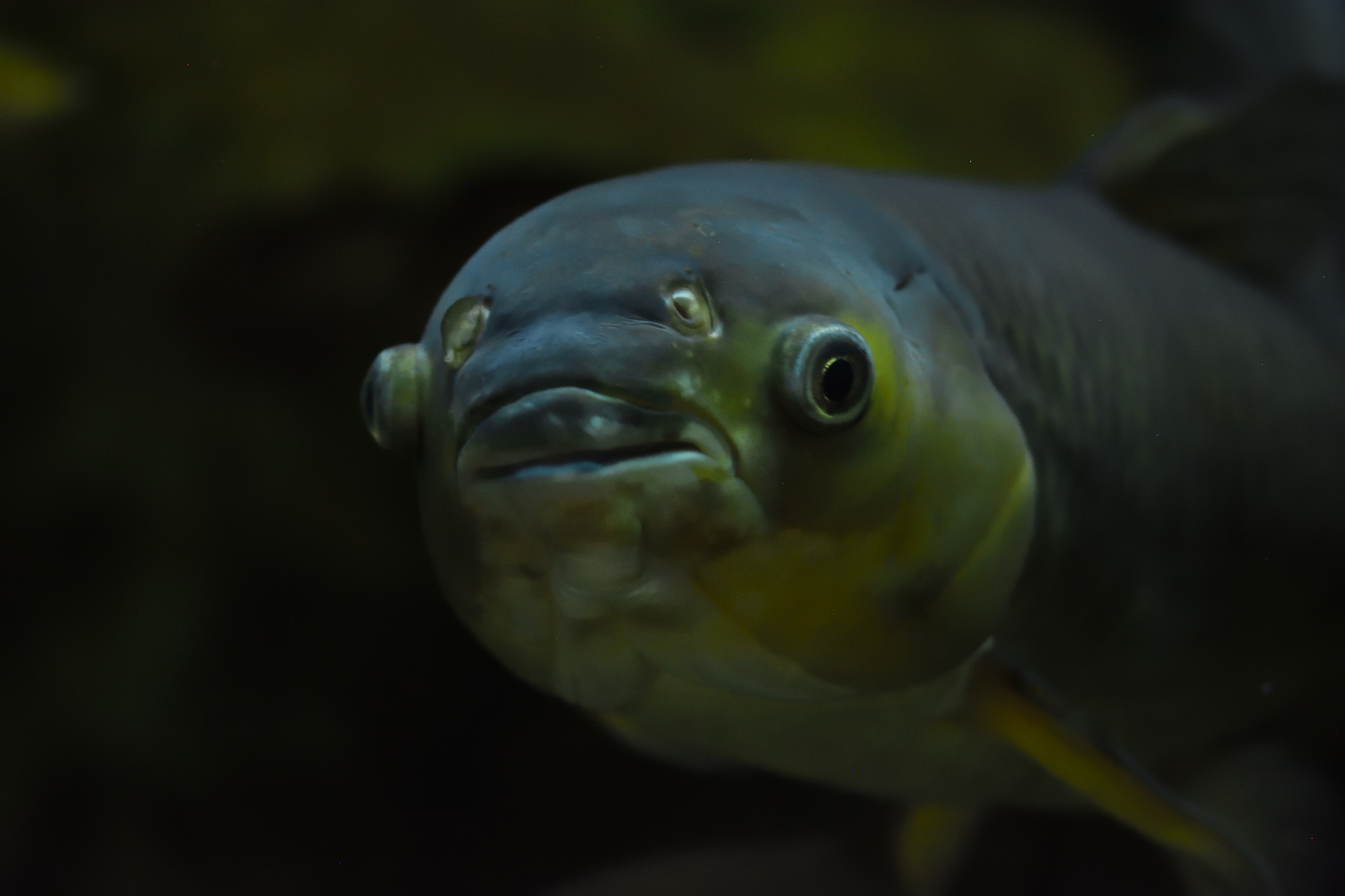 /api/proxy/image?url=https%3A%2F%2Fwww.fishipedia.fr%2Fwp-content%2Fuploads%2F2022%2F04%2Fbanner-limoges_220328_065500.jpg