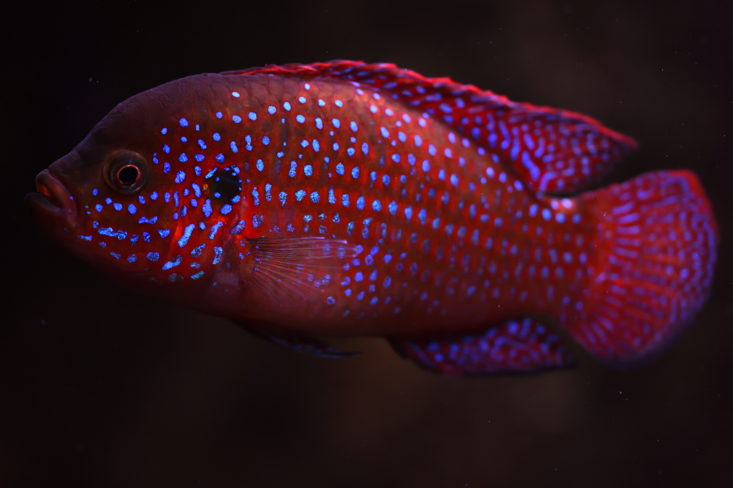 /api/proxy/image?url=https%3A%2F%2Fwww.fishipedia.fr%2Fwp-content%2Fuploads%2F2022%2F04%2Fbanner-limoges_220328_070251.jpg