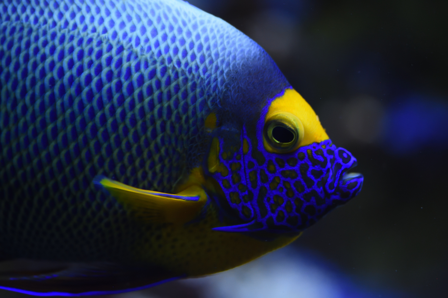 /api/proxy/image?url=https%3A%2F%2Fwww.fishipedia.fr%2Fwp-content%2Fuploads%2F2022%2F04%2Fbanner-limoges_220329_102102-1.jpg